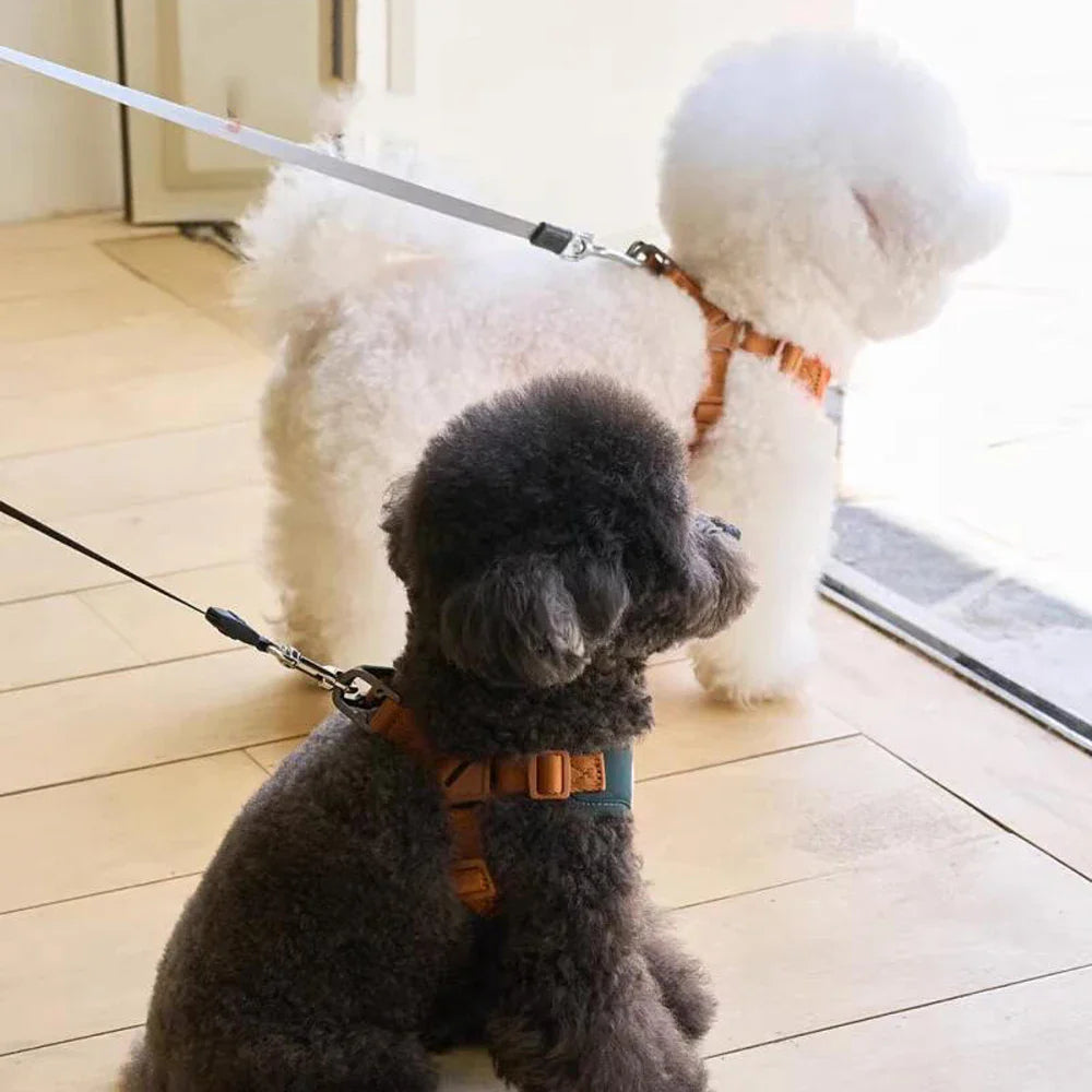 Harnas agus Strap Inchoigeartaithe agus Dathúil le haghaidh Compord agus Sábháilteachta