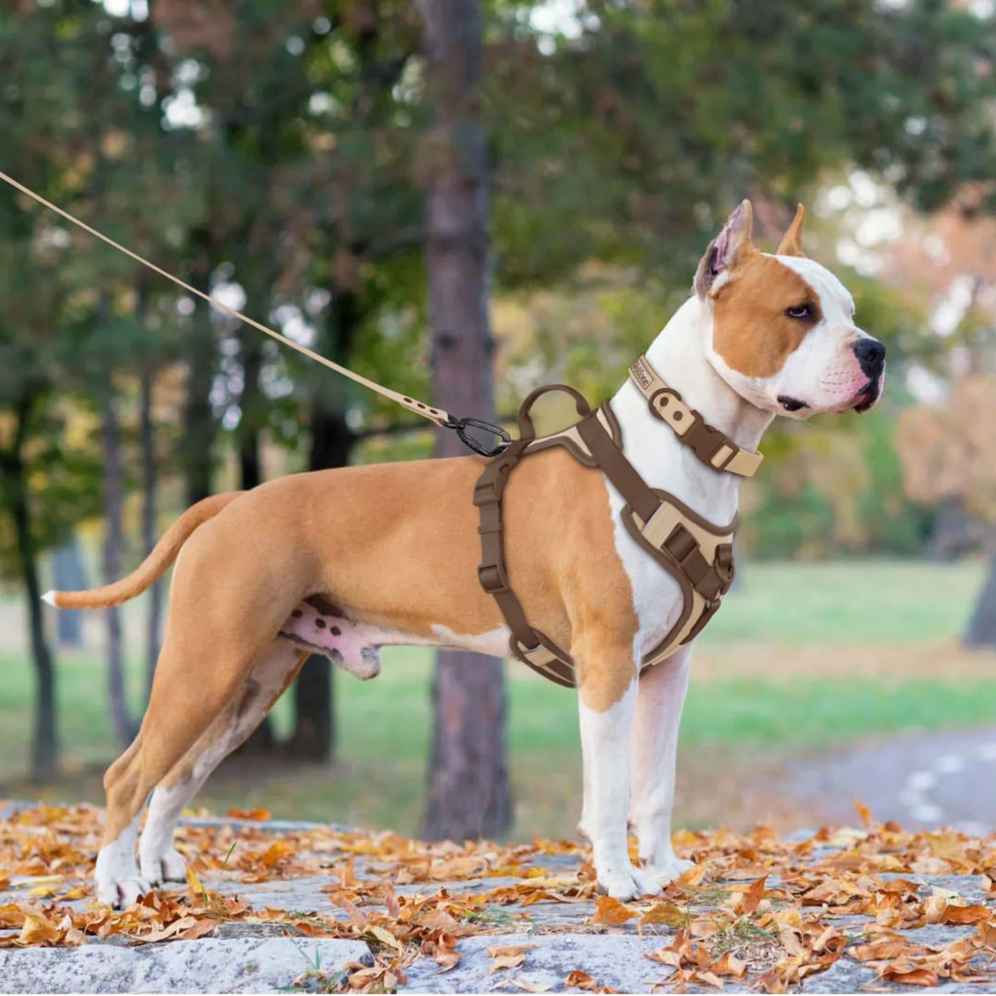 Harnas Madra Inchoigeartaithe Luxe do Ghrúpaí Beaga agus Móra