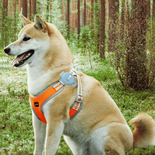 Coinnigh do Pheata Iontaofa agus i gCónaí ar an Eolas