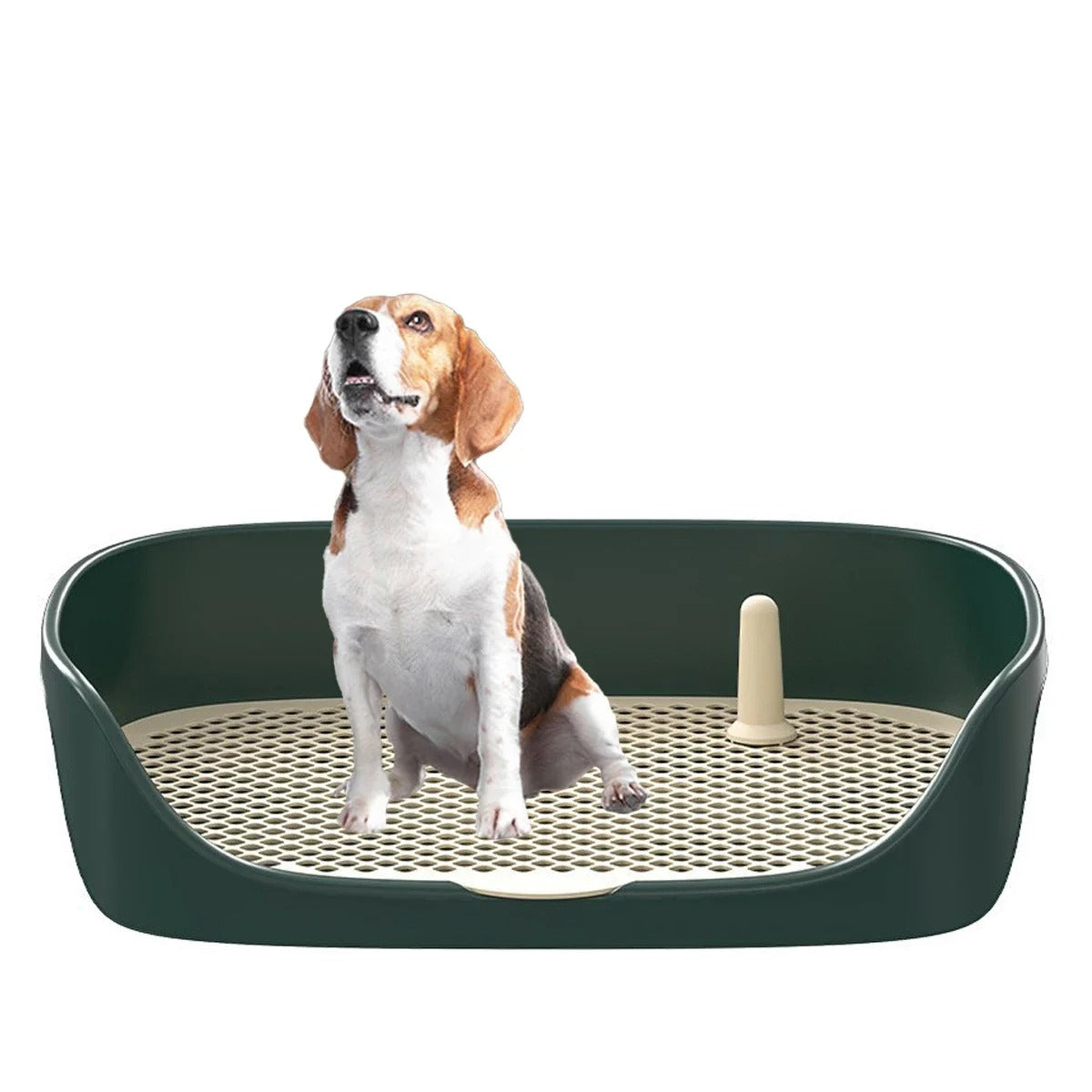 Traenáil do Mhadra le haghaidh an Phoiteáin